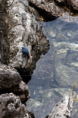 Birds by the water's edge,Jiuzhaigou