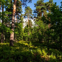 Obraz premium Sunny forest floor