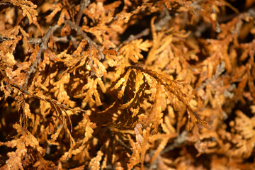 close-up of dry cedar leaves