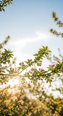 Gentle blossoms catching the warm sunlight, signaling the arrival of springtime beauty