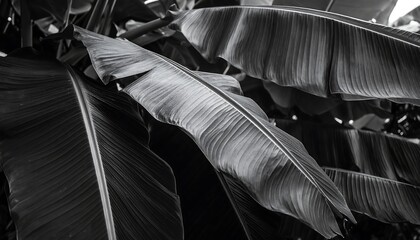Black and white banana leaves