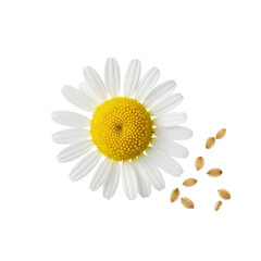 Delicate chamomile flower with scattered seeds, symbolizing natural beauty, wellness, and herbal remedies.
