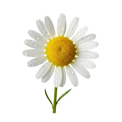 Naklejka premium Delicate daisy with morning dew drops glistening on white petals, a perfect symbol of freshness and nature's beauty.