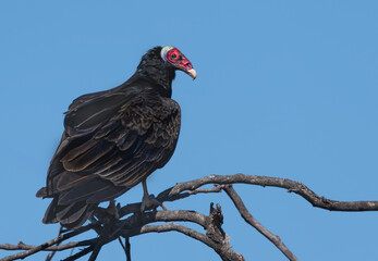 Jote cabeza colorada ave posado en rama
