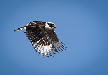 Guaicuru ave rapaz rara