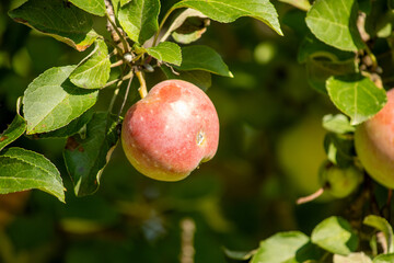 ripe apples on a tree