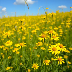 Fototapeta premium Golden yellow flowers in a field of Achillea millefolium, achillea, nature, wild chamomile