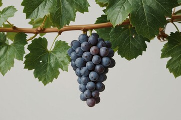 Vineyard, ripe red grapes hanging, leaves, gray background, winemaking