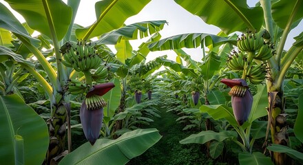 Obraz premium Banana Plantation Lush Green Leaves.