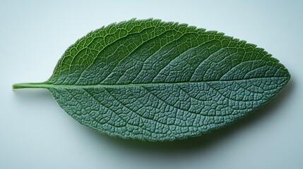 Vibrant Green Leaf Macro Shot Revealing Intricate Veins and Textured Surface on a Light Background