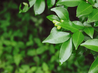 Fresh green leaves in the rainy season, dark tone photo editing