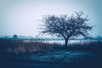 A lone, leafless tree stands by a misty lake