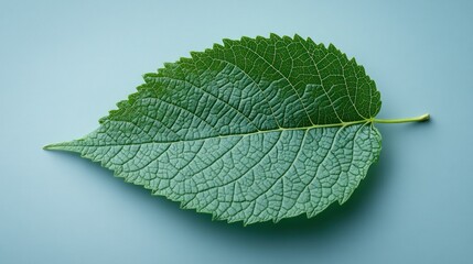 Single vibrant green leaf showcasing intricate venation and serrated edges, viewed from above on a clean, light blue textured background, highlighting natural patterns and freshness.