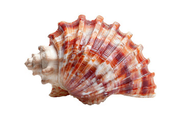 Fototapeta premium Red and White Scalloped Sea Shell on Transparent Background