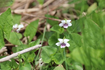 春の佐渡島。トンデン山に咲くツボスミレ。
