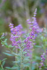 Purple Foxglove Flower in Garden.