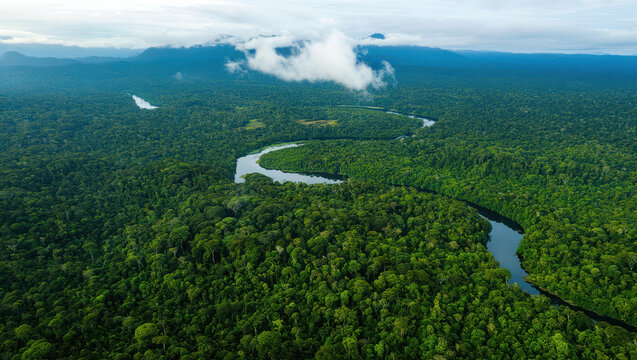 Aerial view of the winding river flowing through the lush green amazon rainforest canopy
