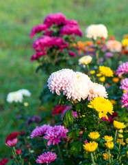 Obraz premium Colorful Chrysanthemum Garden