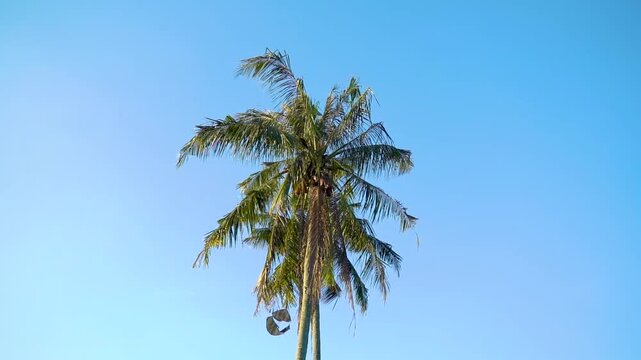 "Slow motion video of tall coconut trees in a rural landscape, gently swaying in the wind, capturing the serene and tropical beauty of village nature."