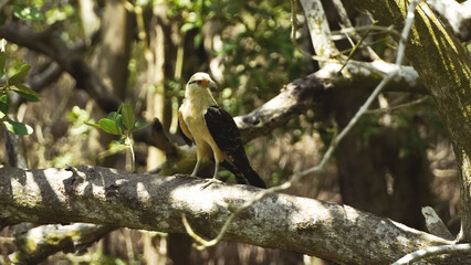 brown hawk perched on a branch in a humid forest