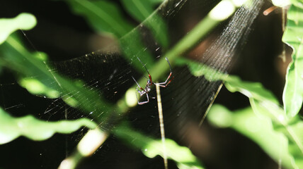 spider web with dew