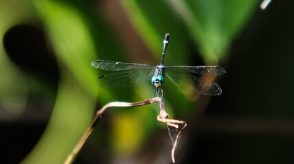 Dragonfly resting on a twig, close-up shot with blurred background