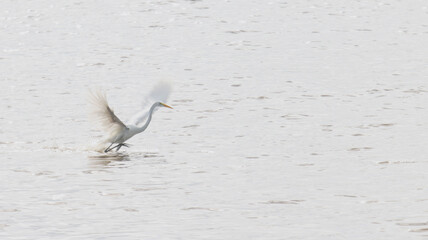 great white heron taking flight