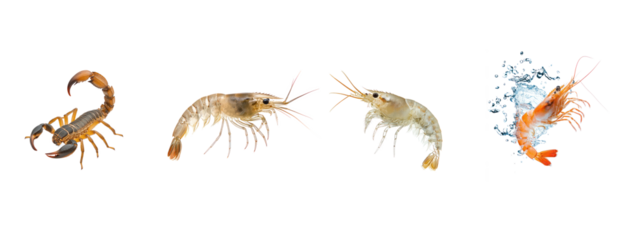 Collection of Scorpion resting Sits still with legs folded and tail curved. full length isolate on transparent background