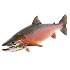 Obraz premium Salmon feeding Moves toward food or swims near riverbed to feed. full length isolate on transparent background
