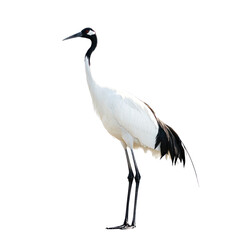 Obraz premium Crane resting A crane stands still, body relaxed, or rests on one leg. full length isolate on transparent background