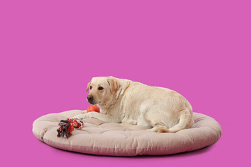 Cute Labrador dog with toys lying on pet bed against purple background
