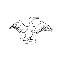 Elegant line art of a bird landing gracefully on water, perfect for nature themes and wildlife projects