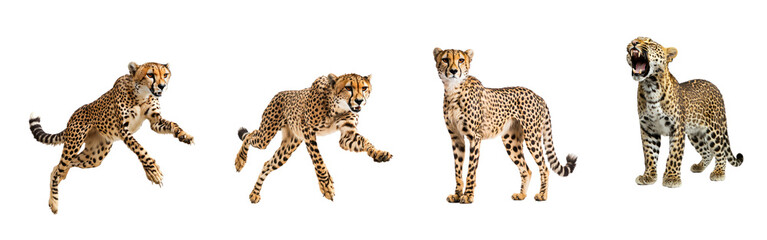 Obraz premium Collection of Cheetah drinking A cheetah bends down to drink from a water source, body low and tail curled. full length isolate on transparent background