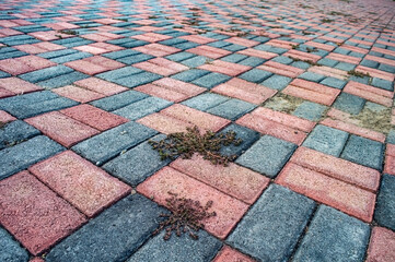 Overhead view of a brick paved surface with a repeating pattern of red and gray bricks. Some weeds are growing between the bricks, adding a touch of nature to the urban setting.