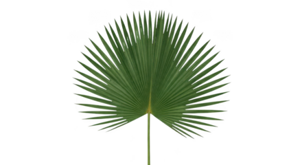 Green palm leaf isolated on transparent background