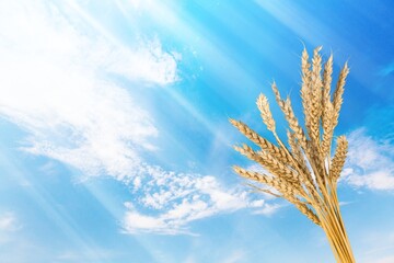 Shavuot jewish holiday. ripe bouquet of wheat