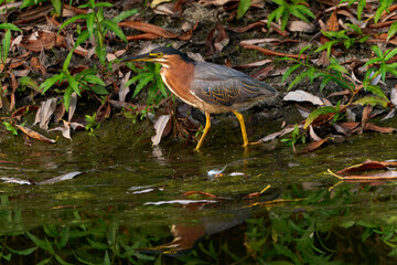 A vibrant green heron wading in shallow water, surrounded by lush green foliage and fallen brown leaves, with its reflection visible on the water's surface.