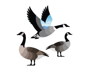Fototapeta premium Elegant Canada Geese Illustration Trio of Birds in Flight and Rest