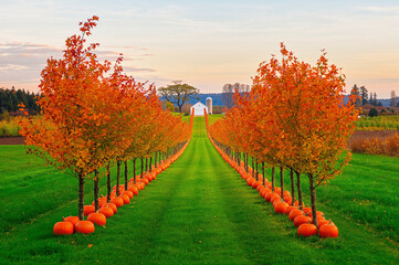 Fototapeta premium Autumn farm lane lined with orange trees and pumpkins leading to white barn fall path