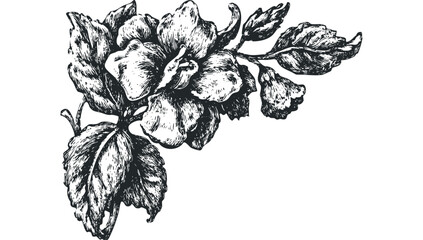Black and white sketch of a blooming flower with leaves on a transparent background. Vector hand drawn illustration