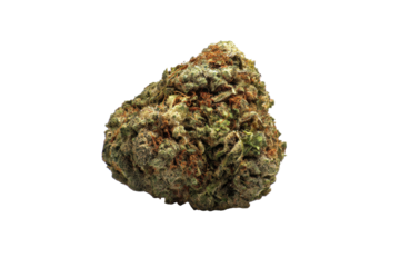 Close-up Cannabis Bud on Transparent Background