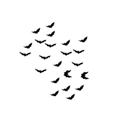 group of flying bats