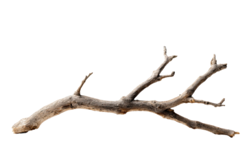 A single, weathered branch, light gray and tan, with several diverging twigs, lies against a black background