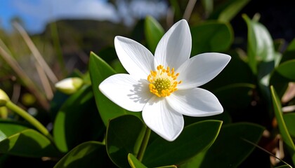 Close-up of a pristine white flower (1)