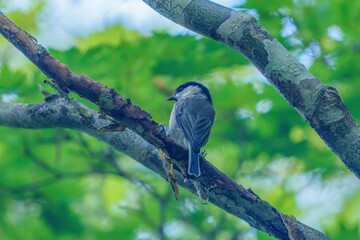 木陰でのんびりくつろぐヒガラ