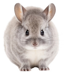 Obraz premium PNG Baby chinchilla rodent animal mammal.