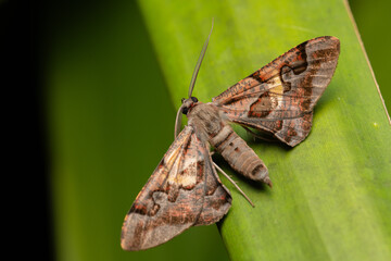Brown Moth Resting on Green Leaf at Night, A close-up macro shot of a brown moth perched on the edge of a green leaf, showcasing its textured wings and detailed body in natural low light.