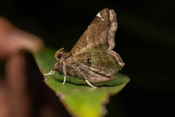 Brown Moth Resting on Green Leaf at Night, A close-up macro shot of a brown moth perched on the edge of a green leaf, showcasing its textured wings and detailed body in natural low light.