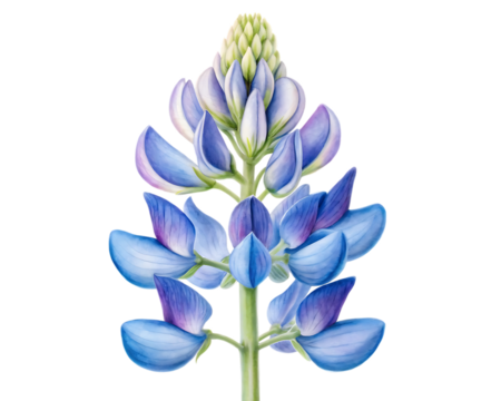 Close-up of a vibrant blue and purple lupine flower stalk with detailed petals against a dark backdrop transparent background - Powered by Adobe