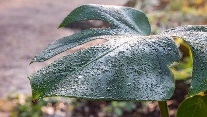 Macro of Monstera Leaf with Water Droplets – Tropical Nature Background in Morning Light